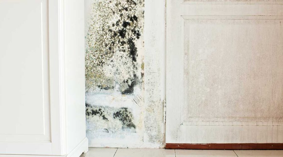 Combating Mold Toxicity: Essential Tips for a Healthier Home Environment